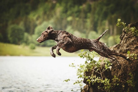 ACTION: Mange av jakthundene er eksplosive i sine bevegelser. Et friskt bad for de firbente i sommervarmen slår sjelden feil. Hundetrening, svømming hund, jakthund