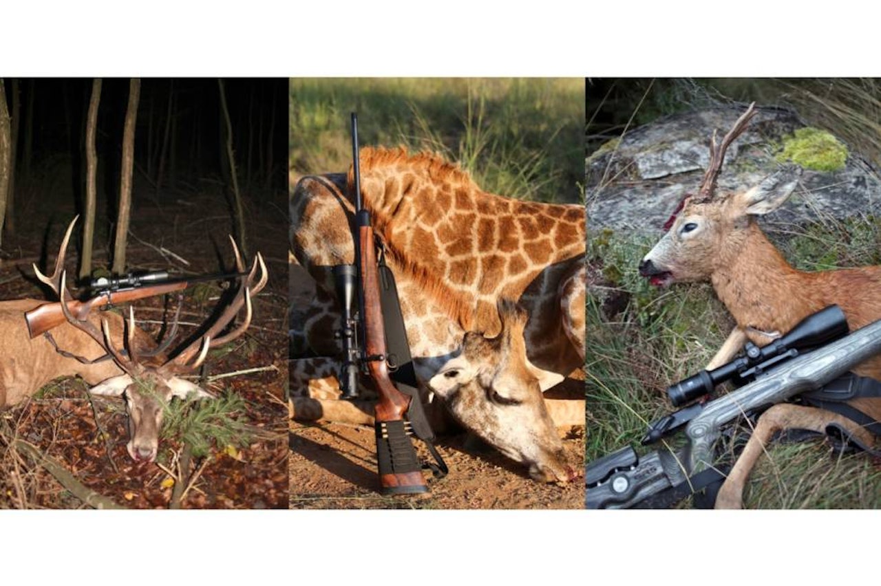 Tango for tre: En uvanlig duell for tre, når ærverdige Carl Gustav (t.v) møter Mauser M03 og Blaser R98 til dyst. Tango for tre: En uvanlig duell for tre, når ærverdige Carl Gustav (t.v) møter Mauser M03 og Blaser R98 til dyst.