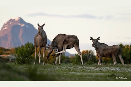 Kan bli klimaflyktning: Elgen får trolig bedre forhold i nord enn i sør, når klimaet blir varmere. Foto: Thor Harald Ringsby. Elg, klimaendringer, endret jakt
