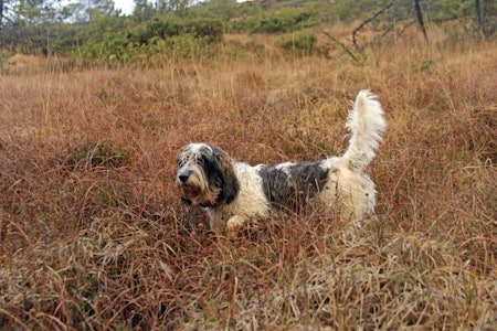 Tidlig krøkt: Til tross for sin unge alder, har Aasetoppens Bajas fått flere førstepremier på drevprøve. Basset, jakthund, harejakt med basset, hjortejakt, rådyrjakt, petit basset griffon vendeen