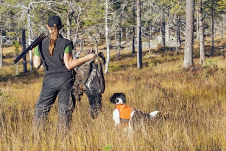 Skogsfugljakt, hvordan jakte skogsfugl, stående fuglehund, skjellende fuglehund