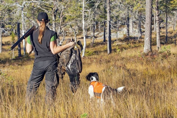 Suksess i skogen: Skogsfugljakt byr på store utfordringer – men også store gleder når den lykkes som her. Skogsfugljakt, hvordan jakte skogsfugl, stående fuglehund, skjellende fuglehund