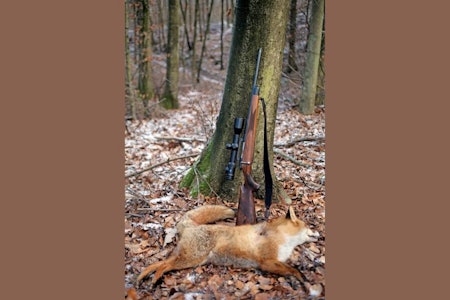 BRUK HAGLE: Skuddskadene blir store ved bruk av grov rifle. Bruk hagle eller finkalibret rifle hvis du vil lage en vakker revepels av skinnet. Rødrev liggende foran rifle og trestamme.