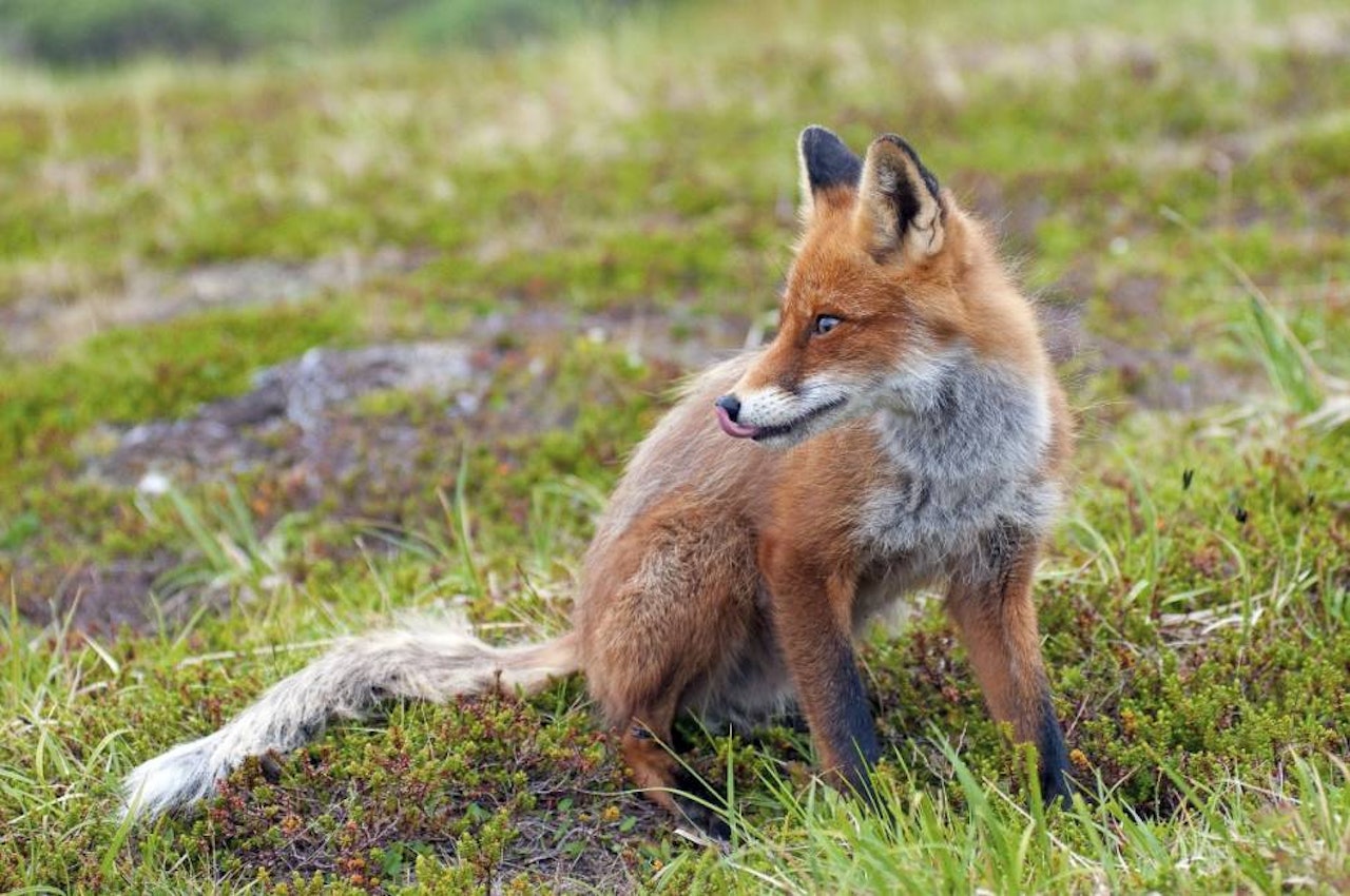 Rødrev hønsefugl bestand predator