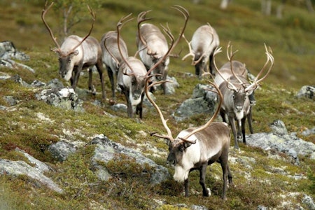 Hodeskudd forfra: Gir hodeskudd forfra alltid enten bom eller dødelig treff, eller kan det også by på en særlig fare for skadeskyting? Ill.foto: Åsgeir Størdal  Hodeskudd forfra: Gir hodeskudd forfra alltid enten bom eller dødelig treff, eller kan det også by på en særlig fare for skadeskyting? Ill.foto: Åsgeir Størdal