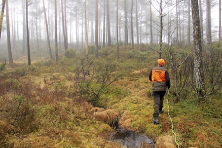 Fersksporprøve: Hold avstand og la hunden få godt arbeidsrom når du går med den i sporingslina. Person i jaktklær går ettersøk på blodspor eller ferskspor med jakthund