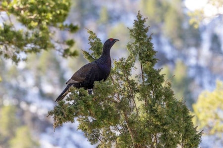 ORRFUGL OG TIUR: Noen trekk fra orrhanen og noen fra tiuren. Men den blå-lilla fargen i brystet stemmer ikke med noen av dem. Rakkelhane en blanding av orrfugl og storfugl