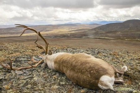 Intet forbud: Leserinnleggets forfatter advokat Pål S. Jensen var forsvarer i den aktuelle hodeskudd-saken, og fastholder at det ikke eksisterer noe forbud mot hodeskudd. (Arkivfoto: Nils-Olav Talgøy)