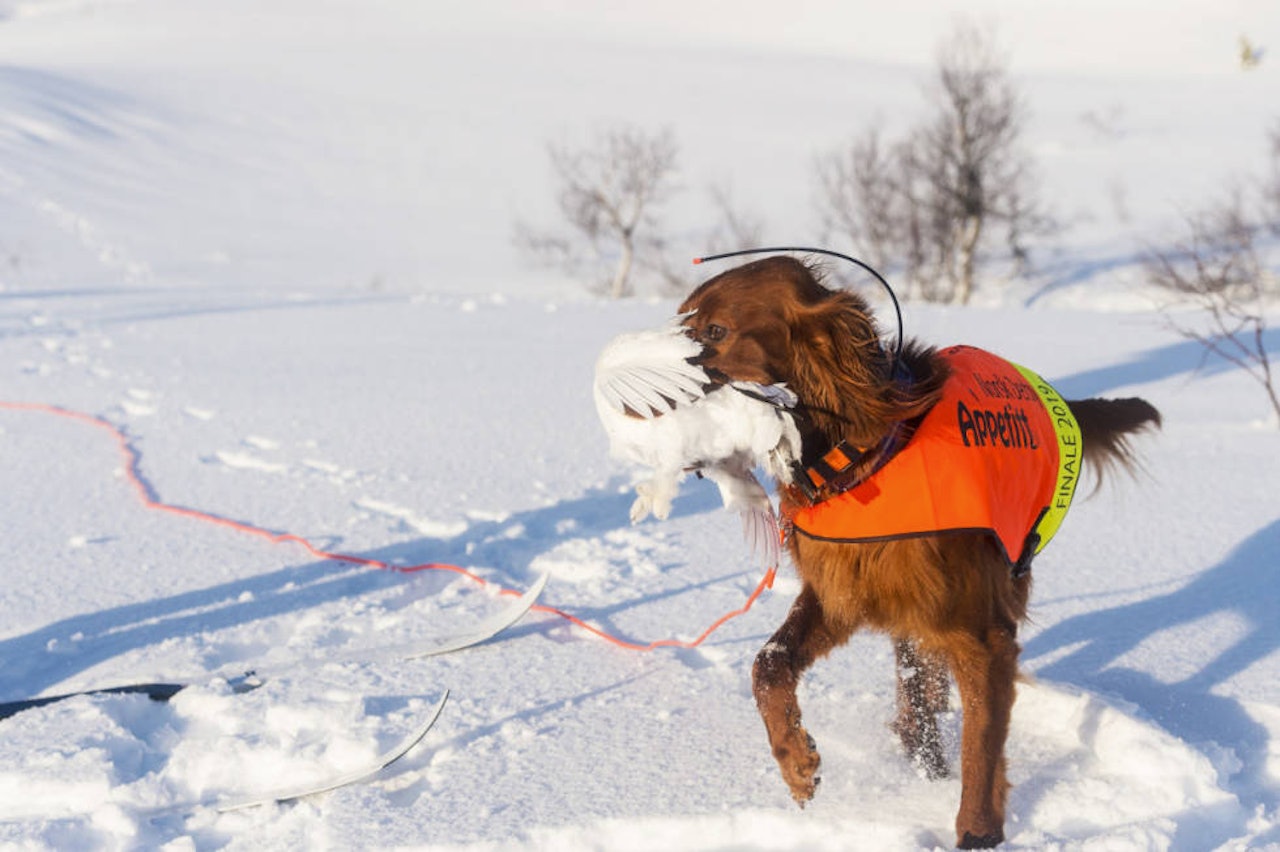 Irsk setter med vinterrype som blir apportert