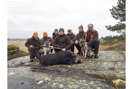Nytt og spennende: Jaktlaget Adolfsen er godt fornøyd med den første fellingen av villsvin på Herføl (Hvaler i Østfold). F.v. Espen Dalstrøm, Robin Vang, Espen Jakobsen, Jørgen Adolfsen, Per Ivar Adolfsen, Per Henrik Adolfsen og Rune Nilsen. (Foto: Per Henrik Adolfsen) Villsvinjakt i Norge, jakte villsvin på Hvaler