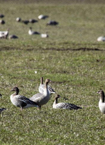 I søkelyset: Kortnebbgåsa er i søkelyset, etter at det ble påvist fugleinfluensa hos ei gås i Sandnes før jul. Foto: Åsgeir Størdal I søkelyset: Kortnebbgåsa er i søkelyset, etter at det ble påvist fugleinfluensa hos ei gås i Sandnes før jul. Foto: Åsgeir Størdal
