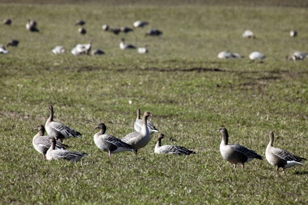 I søkelyset: Kortnebbgåsa er i søkelyset, etter at det ble påvist fugleinfluensa hos ei gås i Sandnes før jul. Foto: Åsgeir Størdal I søkelyset: Kortnebbgåsa er i søkelyset, etter at det ble påvist fugleinfluensa hos ei gås i Sandnes før jul. Foto: Åsgeir Størdal