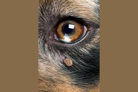 Ikke flott: Også hunder kan bli syke av borreliose etter et flåttbitt. flått, hund, borreliose