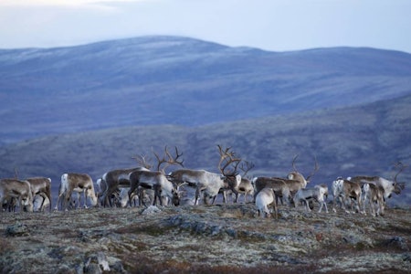 Lokal forvaltning er glad for at det ikke blir statlig nedskyting i vinter. (Ill.foto: Nils-Olav Talgøy) villrein rein reinsdyr reinsbukk cwd skrantesyke