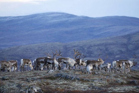 villrein rein reinsdyr reinsbukk cwd skrantesyke