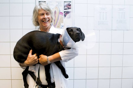 Veterinær Elise Lium ved Veterinærhøgskolen på Ås tar hvert år imot et titalls hunder med huggormbitt. Her med hund som har fått god hjelp etter et møte med Norges eneste giftslange. Foto: NTB Scanpix Huggorm hoggorm bitt hund, kortisontablett, når hunden er bitt av hoggorm, veterinærhøyskolen Ås veterinær Elise Lium