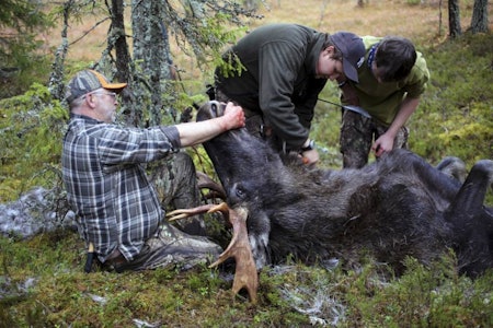 RIKTIG SLAKTING: Grunnlaget for å få best mulig viltkjøtt begynner når det felte dyret skal utvommes, og gjennom hele slakteprosessen er god hygiene svært viktig! RIKTIG SLAKTING: Grunnlaget for å få best mulig viltkjøtt begynner når det felte dyret skal utvommes, og gjennom hele slakteprosessen er god hygiene svært viktig!