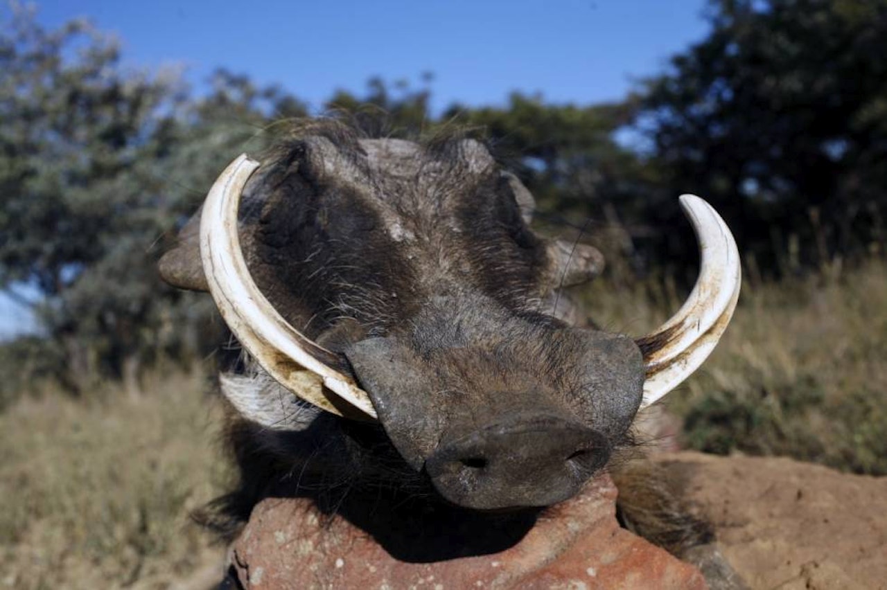 Grisejakt i Afrika, jakte i Afrika, jaktreise Afrika