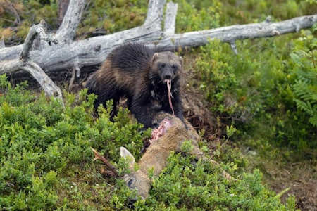 jervejakt, åtejakt, bruk av åte til å jakte jerv