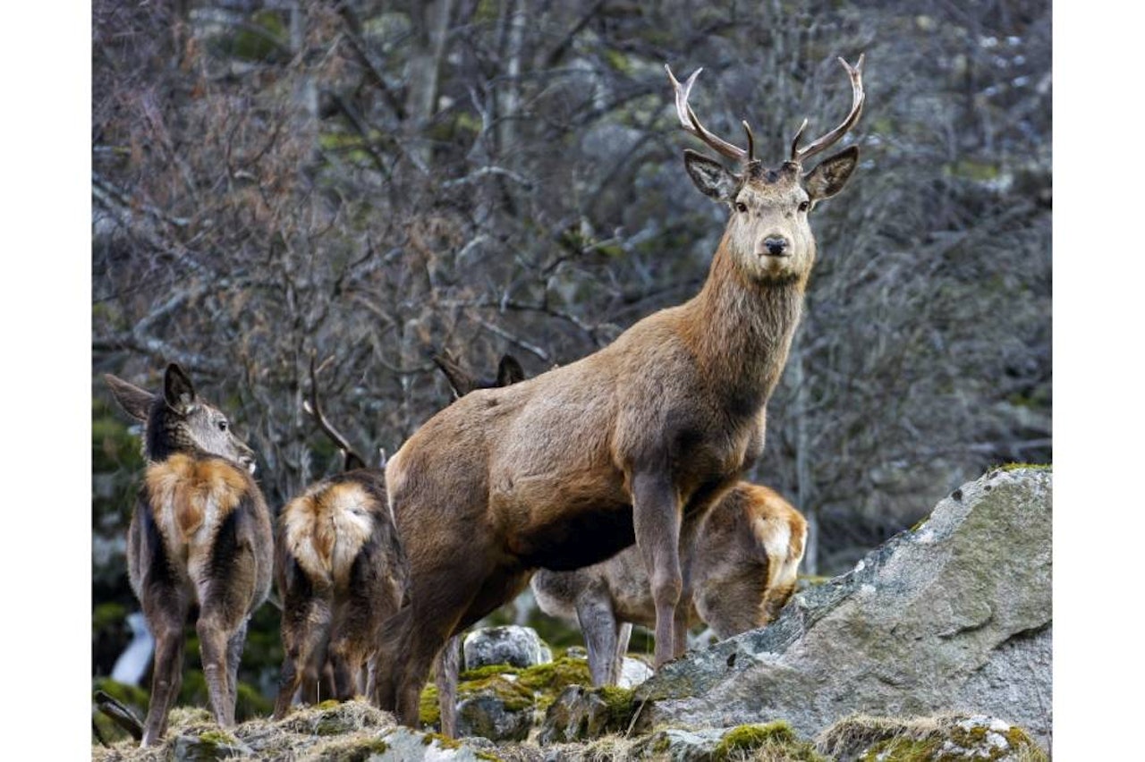 OPPDAGET: Men ikke avslørt, og takk for det! 