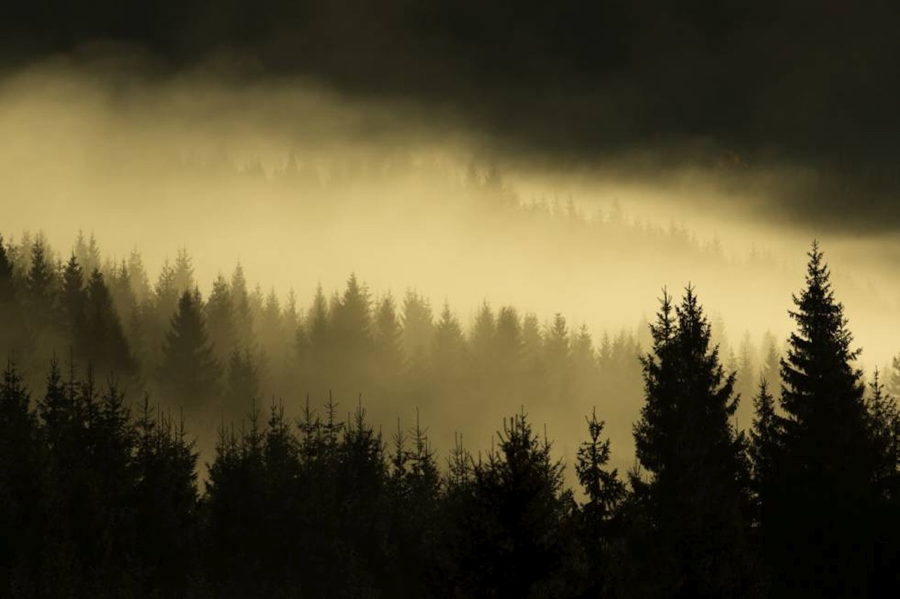 FØRSTEMANN UT: Jakter du på fellesområde sammen med andre jegere er det viktig å være første ute. Bilde: NTB Scanpix FØRSTEMANN UT: Jakter du på fellesområde sammen med andre jegere er det viktig å være første ute. Bilde: NTB Scanpix