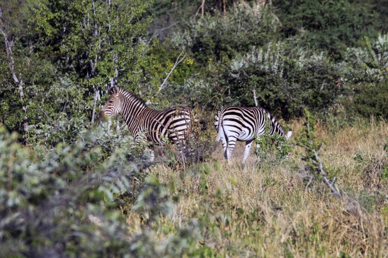 Tett innpå:  Etter litt smyging kom vi innpå dyrene. sebrajakt, spore sebra, jaktreise afrika