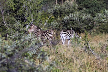 Tett innpå: Etter litt smyging kom vi innpå dyrene. sebrajakt, spore sebra, jaktreise afrika