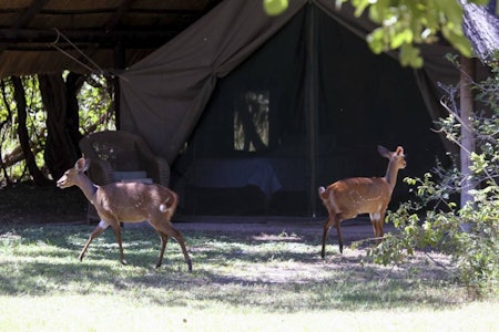 Plenty dyr: I mitt jaktparadis i Msaise våkner du ofte til dyr ”inne” i teltet, her noen nysgjerrige bushbucks. jaktreise Afrika, Zimbabwe
