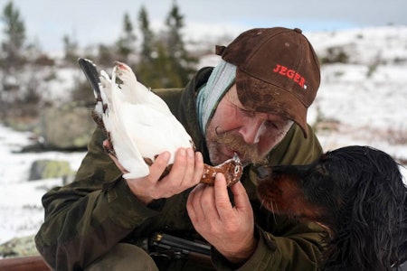 HØYTIDSSTUND: Bare den som har holdt en nyskutt, varm og vakkerhvit vinterrype i hånden, vet hvilken fin opplevelse det er. Ikke minst når den er felt for en sitrende svarthund som er minst like jaktivrig som en selv.. HØYTIDSSTUND: Bare den som har holdt en nyskutt, varm og vakkerhvit vinterrype i hånden, vet hvilken fin opplevelse det er. Ikke minst når den er felt for en sitrende svarthund som er minst like jaktivrig som en selv..