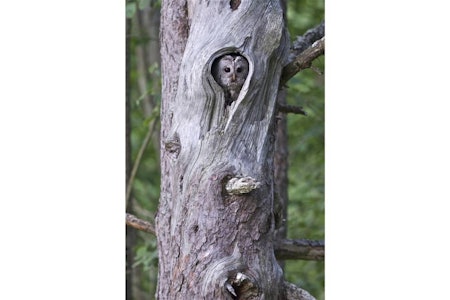 TITT TEI: Gamle innhule trær er kattuglas naturlige hjem.