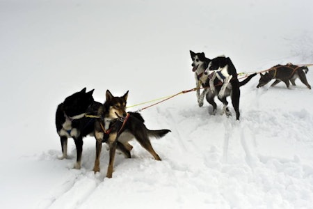 Fett: Det er viktig å fore hunden riktig året rundt. Vinterstid kan det være lurt at hunden har mer fett å forbrenne. Der har mange jakthundeiere noe å lære av hundekjørerne. Hundespann trekker i seler