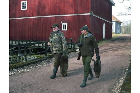 ODALS VÆRK: Beverjakt i staselige omgivelser ved Glommas bredder. ODALS VÆRK: Beverjakt i staselige omgivelser ved Glommas bredder.