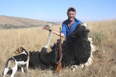 Jakte struts i Afrika,  Jakte struts i Afrika,