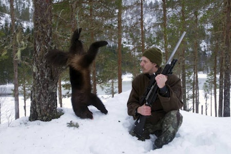 Uberegnelig vesen: Stig Are Gulla er en erfaren jeger, som verdsetter jerven. Jerv, jervejakt, åtejakt