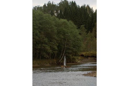 SKUDDET: Ei kule kaliber 9,3 slår gjennom bukken. SKUDDET: Ei kule kaliber 9,3 slår gjennom bukken.