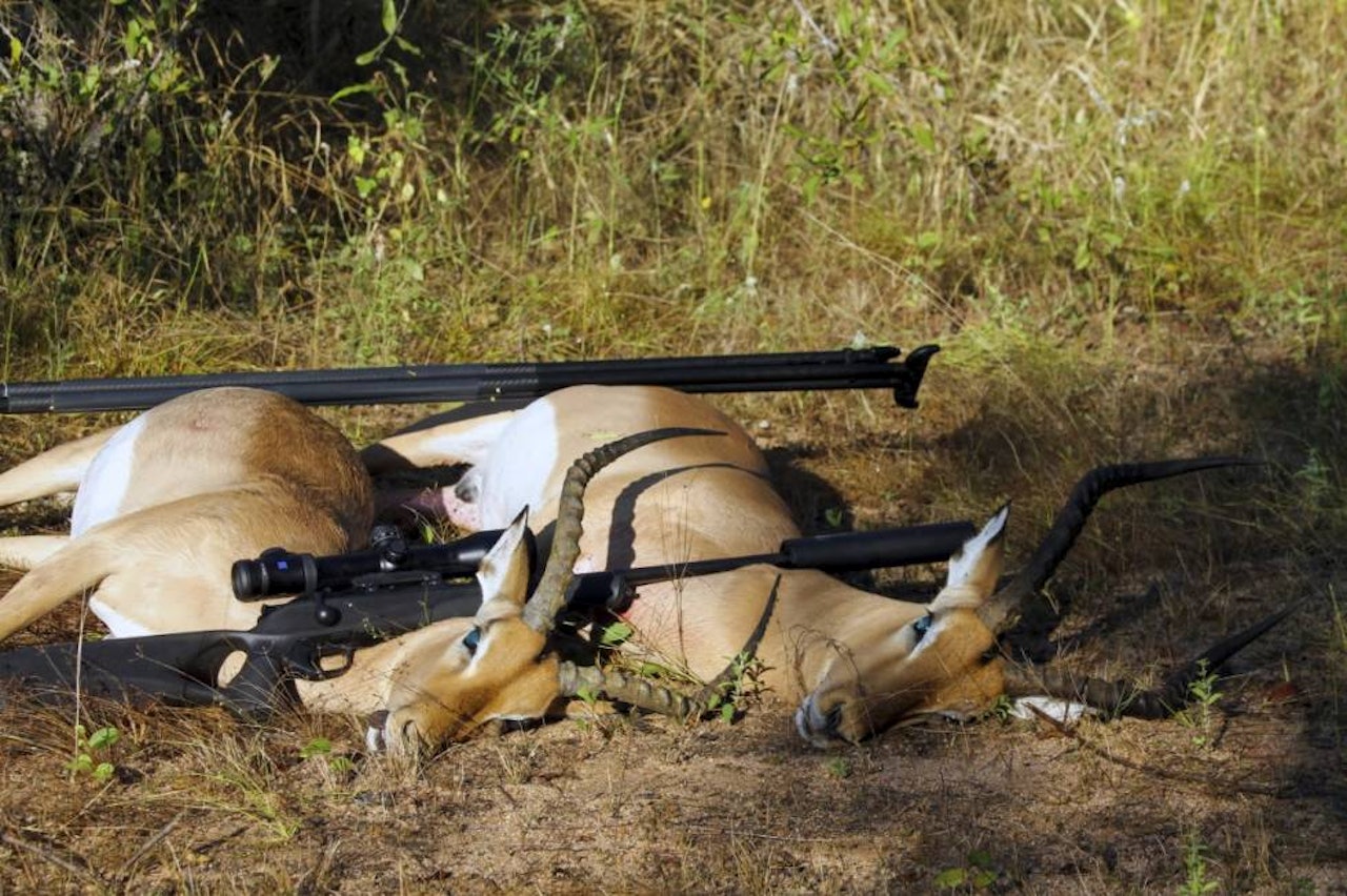 29 SKUTTE DYR: Jeg har skutt mange dyr i Afrika, men aldri fått så korte fluktstrekninger som med Ecostrike.