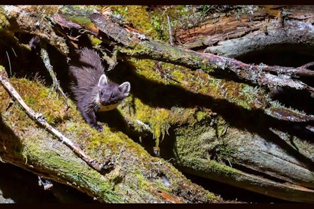 FELLEFANGST AV MÅR: Du vil raskt erfare at måren er luring, når du forsøker å fange den med fellefangst. (Foto: Joakim Pettersen) Mår smyger på trestamme under fellefangst