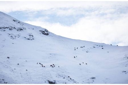 Utover å by på fantastiske og spektakulære fjell, kan Nord-Makedonia by på en tett bestand av gemser, noe vi fikk erfare på vår jakt. Gemsjakt i Makedonia gemsejakt gemsebukk gemsbukk