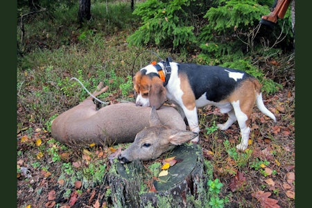 ALLSIDIGE: På kontinentet brukes beagle også på jakt etter villsvin;  rasen brukes også i tollvesenets tjeneste. 