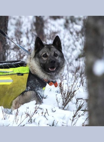PANSRET: Kevlarvesten har pigger, og er hard for en ulv å bite gjennom. Men den er ikke noe behagelig ”plagg” for bikkja. panser-ponto på elgjakt