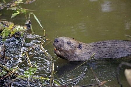 Bever på vei til beiting