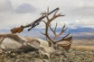 BUKKENS SISTE SKUE: Den majestetiske reinsbukken har skuet en siste gang utover sitt rike i det mektige Rondane. Villreinbukk felt i Rondane, med kombigevær plassert mot geviret