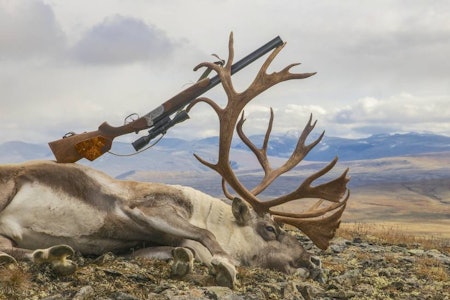 Villreinbukk felt i Rondane, med kombigevær plassert mot geviret