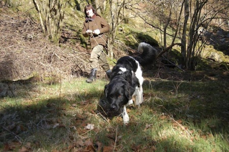 Trening av ettersøkshund på blodspor er viktig for å få gode hunder som skal brukes til ettersøk. Artikkelforfatter Helga-Mari Tessem er selv ettersøksjeger. Kvinnelig jeger med ettersøkshund i sporline.