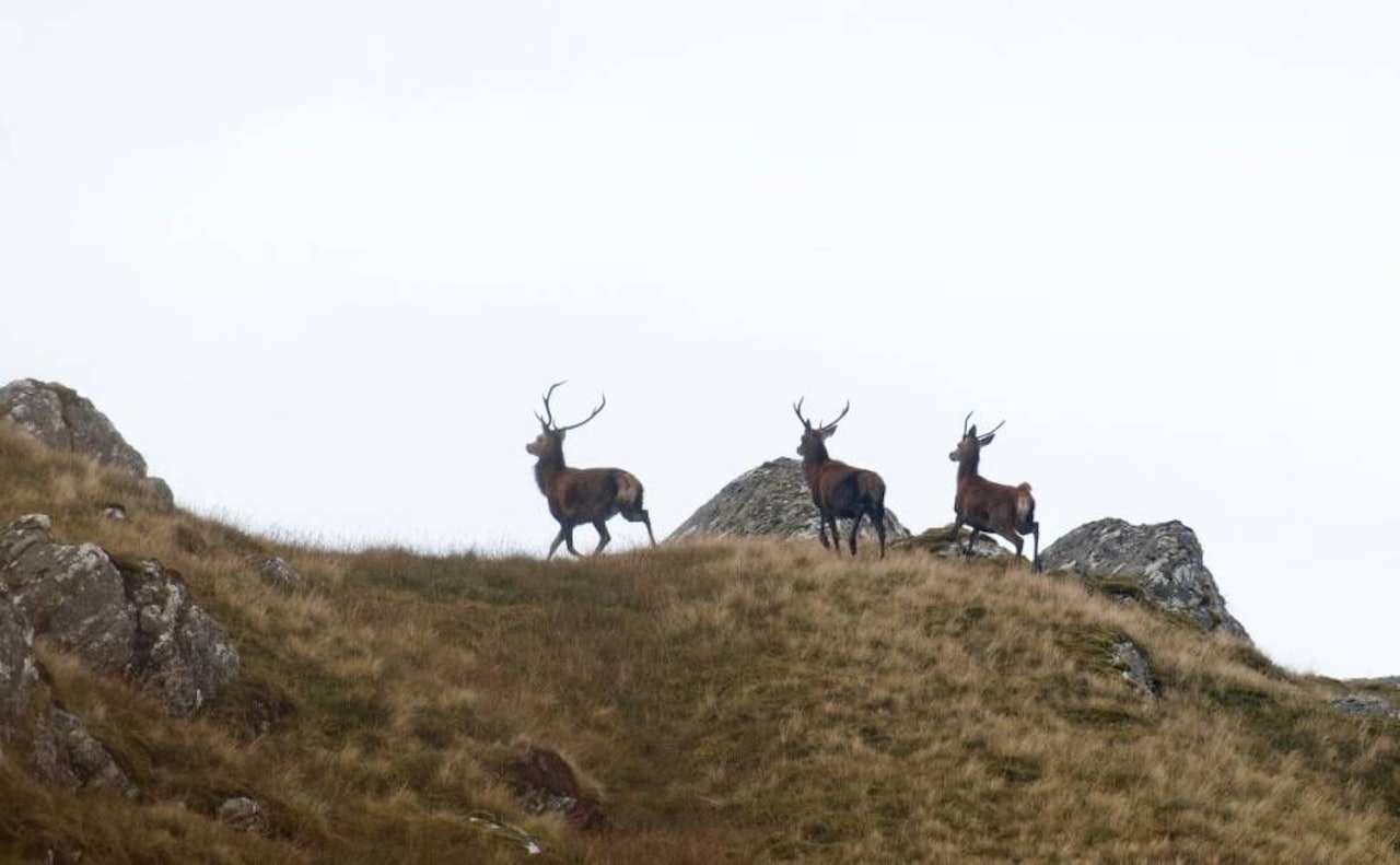 SUGET I MAGEN: Hjortene bråreiser seg i smellen og styrter av gårde. Også den jeg skjøt på. SUGET I MAGEN: Hjortene bråreiser seg i smellen og styrter av gårde. Også den jeg skjøt på.