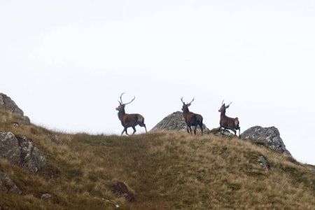SUGET I MAGEN: Hjortene bråreiser seg i smellen og styrter av gårde. Også den jeg skjøt på. SUGET I MAGEN: Hjortene bråreiser seg i smellen og styrter av gårde. Også den jeg skjøt på.