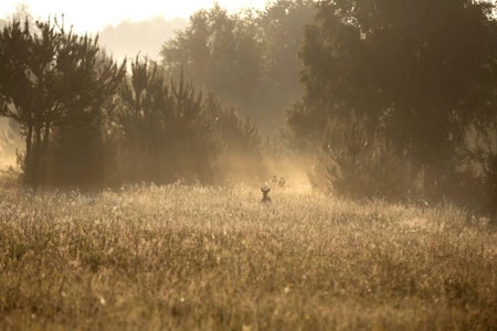 Vårjakt på råbukk: – Take your time, but not too long! hvisker Andrew idet bukken åpenbarer seg. Råbukk under vårjakt i Skottland