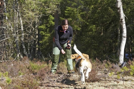 Lutter øre: Beaglen Buster er "all ears" når Kristin Fossmo trykker på Alpha-enheten og det piper i peilehalsbåndet. Lutter øre: Beaglen Buster er "all ears" når Kristin Fossmo trykker på Alpha-enheten og det piper i peilehalsbåndet.