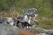 Trygghet i tall: Skyting inn i flokker av vilt er forbudt, enten det gjelder storvilt som villrein… (Foto: Åsgeir Størdal) Trygghet i tall: Skyting inn i flokker av vilt er forbudt, enten det gjelder storvilt som villrein… (Foto: Åsgeir Størdal)