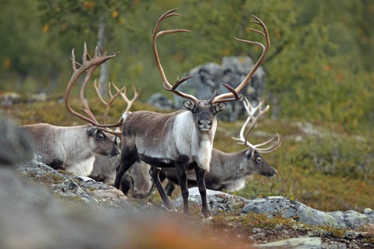 Trygghet i tall: Skyting inn i flokker av vilt er forbudt, enten det gjelder storvilt som villrein… (Foto: Åsgeir Størdal)